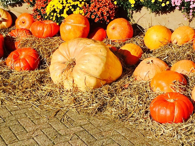 Halloween fini, faites sa fête à la citrouille