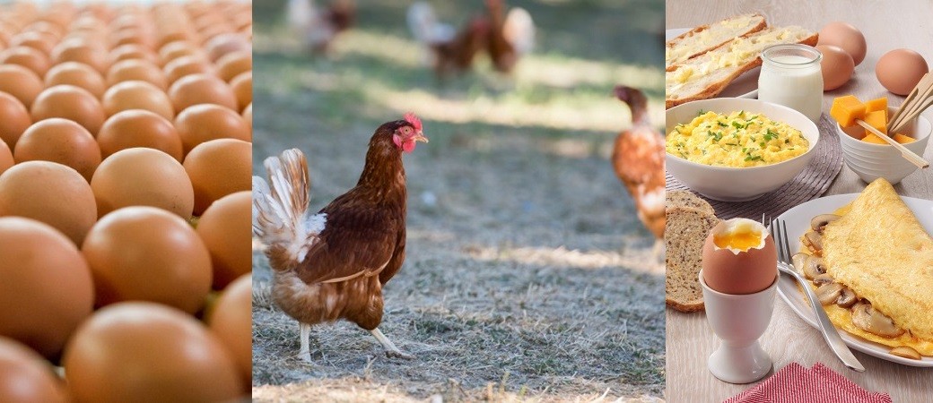 Manger des œufs, c'est très bon surtout si on choisit les bons