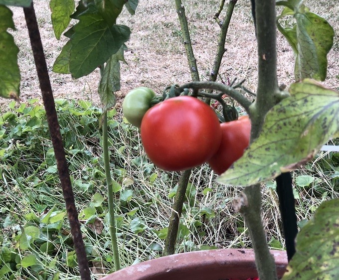 La tomate est de saison, et il ne faut pas s’en priver