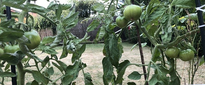 La tomate est de saison, et il ne faut pas s’en priver