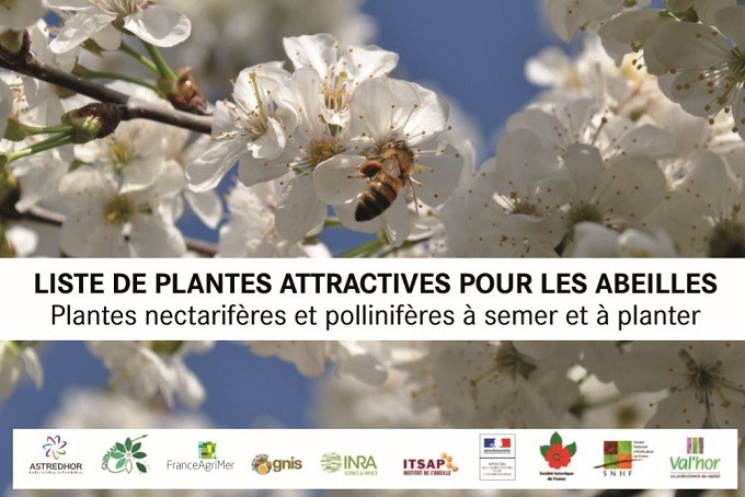 Et si on plantait des fleurs pour aider les abeilles ?