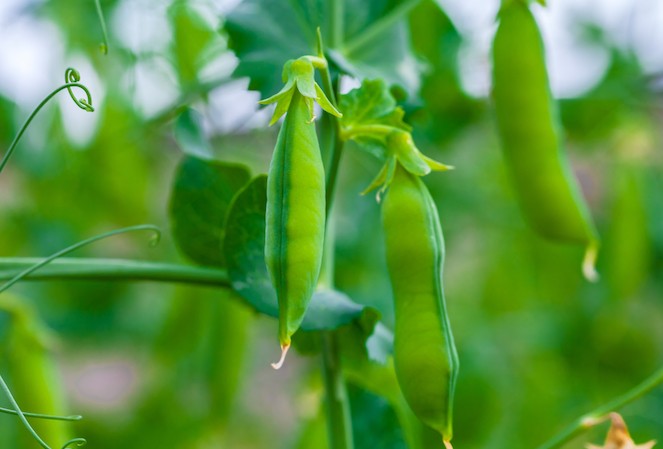 Bien cuisiner les légumes verts , les conseils de notre cheffe à domicile