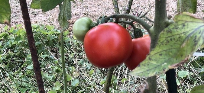 Vers la fin des emballages plastiques autour des fruits et légumes frais