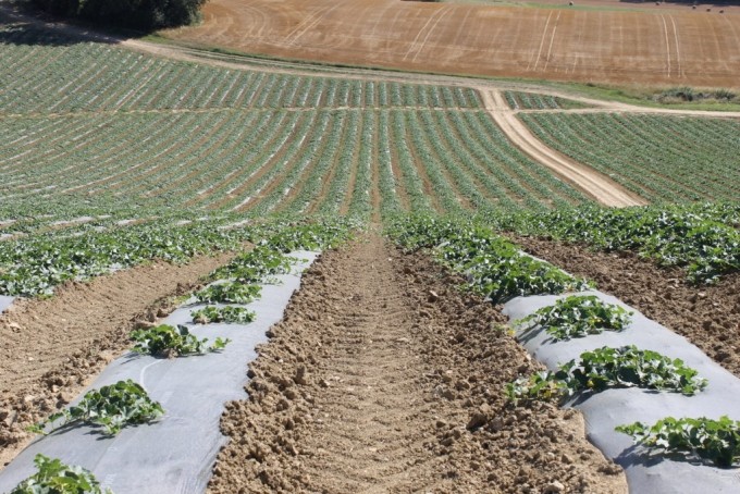 Le melon de nos régions, un festival gustatif et estival pour nos papilles